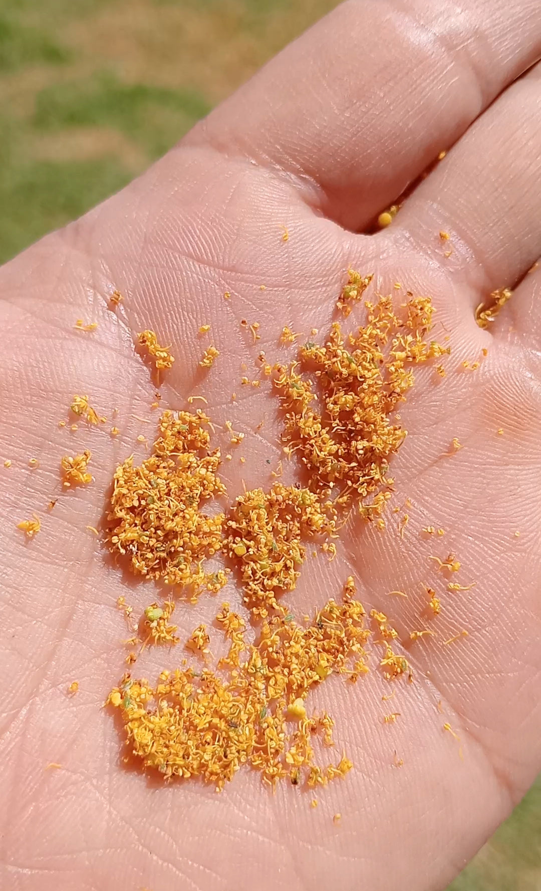 Mohoao Gold - All Purpose Fennel Pollen infused Seasoning